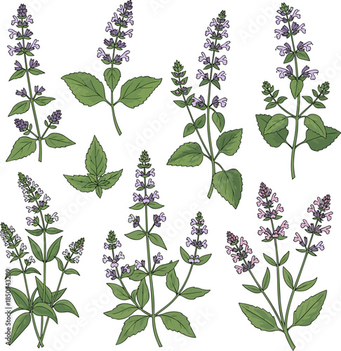Create a kinds of deferent Blooming catnip vector art with white background.