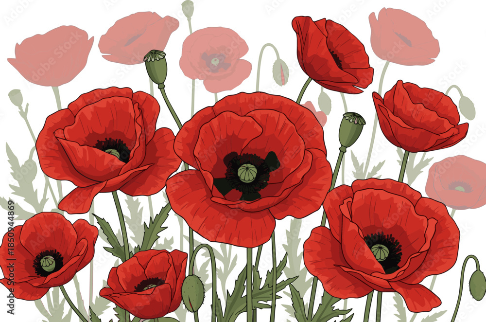 Obraz premium Create a kinds of deferent realistic Foreground of blooming red poppies in shade, vector art with white background.