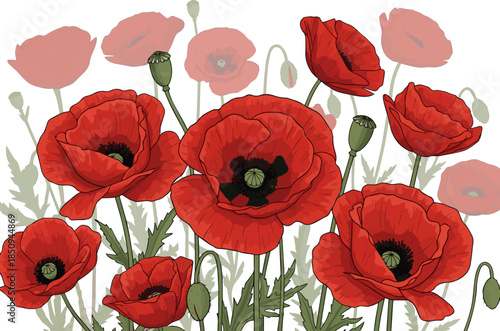  Create a kinds of deferent realistic Foreground of blooming red poppies in shade, vector art with white background.