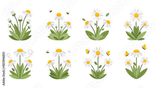Cute daisy flowers set with bees and butterflies in flat vector design style design