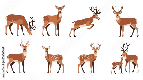 Collection of elegant deer illustrations for design elements and wildlife concept