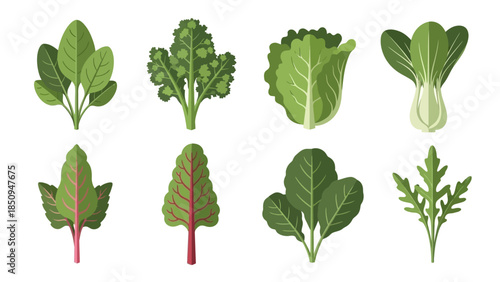 Diverse leafy greens vector illustration featuring spinach, kale, lettuce, and bok choy for