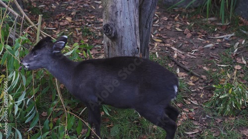 Elaphodus Cephalophus Small Tufted Deer in zoo in leipzig germany