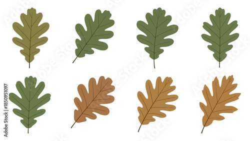 Autumn Oak Leaf Vector Illustration with Changing Colors for Seasonal Designs