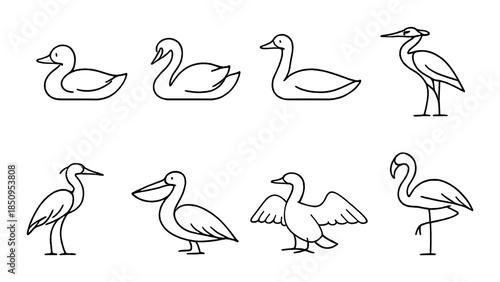 Minimalist line drawings of diverse waterfowl silhouettes in grey tones