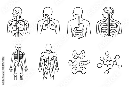Human body anatomy diagrams: skeletal, muscular, organs, and systems illustrations
