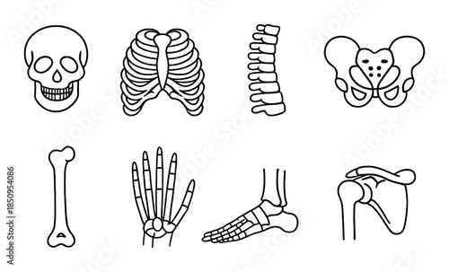 Skeleton anatomy: skull, ribs, spine, pelvis, bone, hand, foot, joint