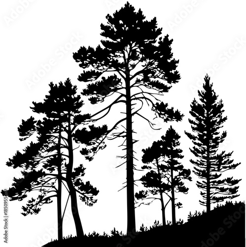 Silhouette of Conifer Trees on Slope – Black and White Forest Landscape Illustration