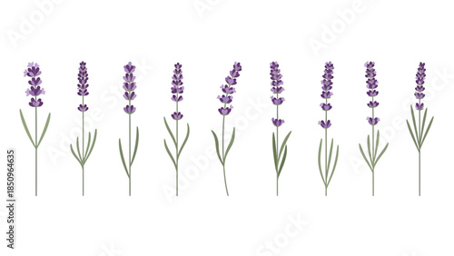 Elegant Lavender Flower Illustrations in a Row for Botanical and Design Applications