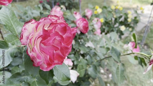 Roses Bloom in a Garden During Daylight Hours