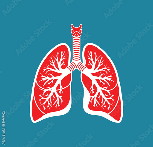 Human lungs with full internal structure anatomical illustration vector in flat style on blue background