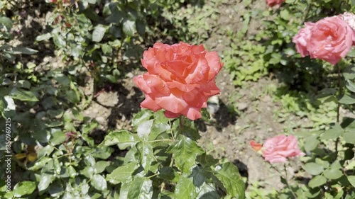 Roses Blooming in a Garden During Daytime in a Sunny Location
