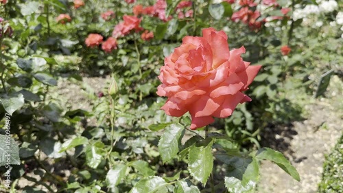 Roses Blooming in a Garden on a Sunny Day in Spring