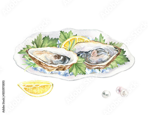 Raw oysters in a shell with ice, lemon slices, fresh herbs, pearls. Hand-drawn watercolor illustration isolated on a white background. A seafood sketch. The design element of the restaurant menu.