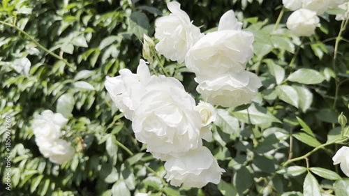 White Roses Bloom in a Garden During Spring Season