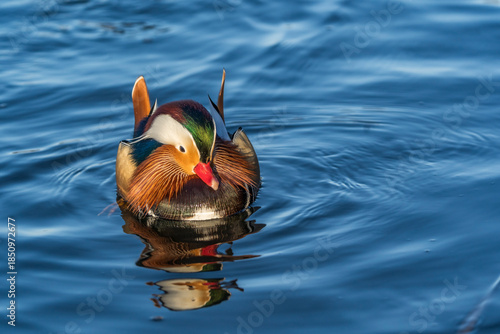 20-12-2025 Ry, Denmark - Mandarin Duck