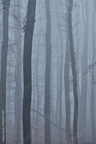 Wald im Nebel, Lainzer Tiergarten, vertikal