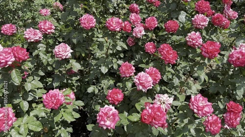 Exploring a Garden Filled With Pink and White Roses in Summer