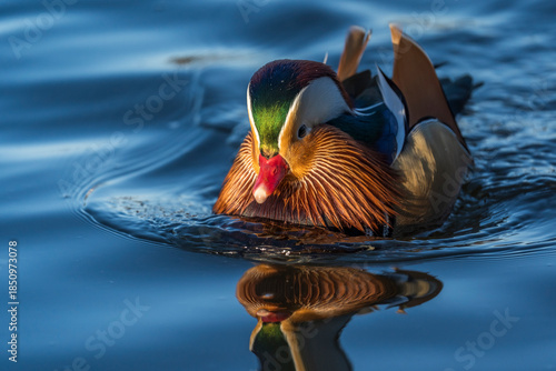 20-12-2025 Ry, Denmark - Mandarin Duck