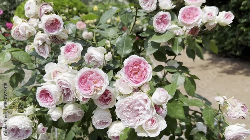 Watch Roses Bloom in a Beautiful Garden During the Summer Season
