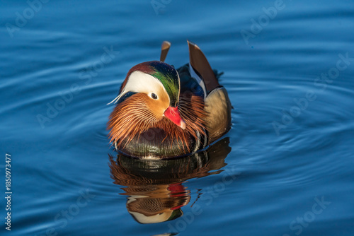 20-12-2025 Ry, Denmark - Mandarin Duck