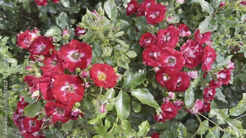 Bright Red Flowers Blooming in a Garden Setting During Spring Season
