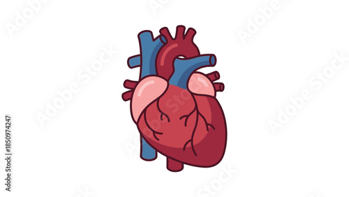 Anatomical illustration of a human heart with detailed structures.