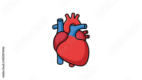 Anatomical illustration of a human heart with red and blue vessels.