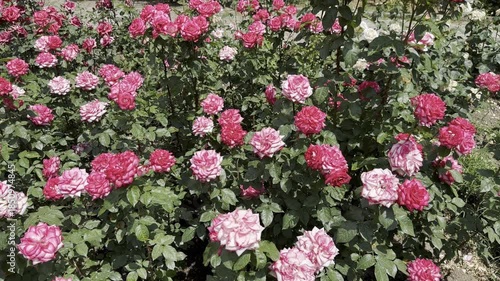 Roses in Bloom at the Garden During Sunny Daytime
