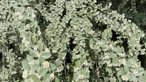 Exploring Green Plants With Small White Flowers in a Garden Setting