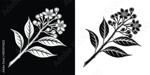 A captivating botanical illustration showcasing a delicate branch adorned with leaves and flowers, presented in both black and white versions