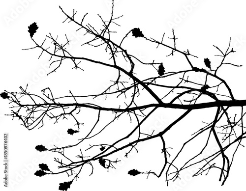 Vector illustration of natural oak tree branch with leaves	
