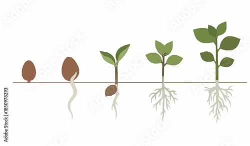 Plant growth stages vector illustration showing seed germination and young seedling development with isolated roots