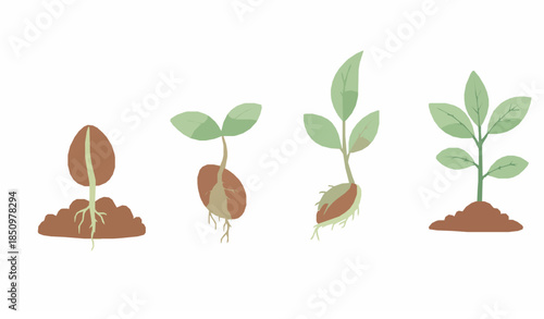 Cute plant growth stages vector illustration with seed germination and young seedlings isolated on white