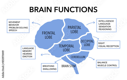 Brain sections and organ part functions in labeled anatomical outline diagram. Medical biological explanation scheme with lobe, brainstem and cerebellum description vector illustration.