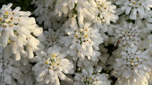 White flowering candytuft in spring garden, England