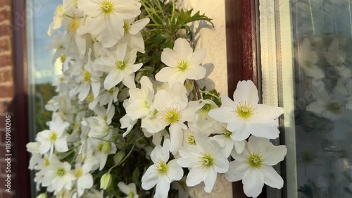 Close up of clematis Avalanche petals in flower against a house wall, England
