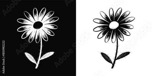 Monochrome illustration of a daisy flower, presented against both black and white backgrounds for versatile design applications