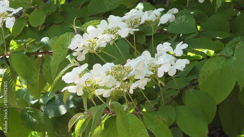 View of viburnum plicatum Cascade in flower, England