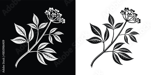 Elegant monochrome illustration showcasing a sprig of poison hemlock, presented against both black and white backgrounds for versatile design applications