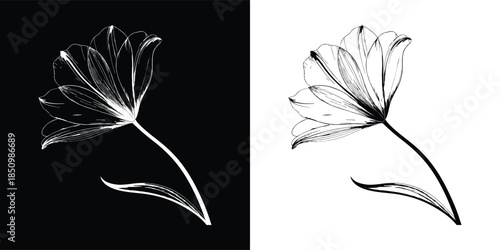 Delicate dandelion seed head isolated on white background, captured in a detailed sketch, symbolizing wishes, dreams, and the beauty of nature