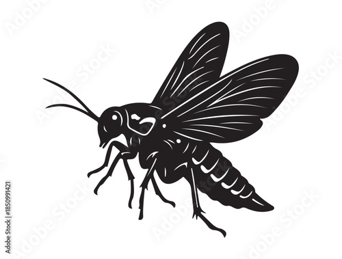 Firefly in silhouette white background.