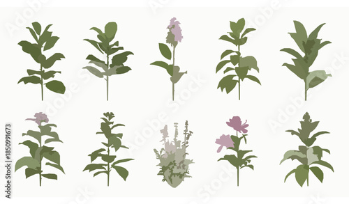Clean cut-out botanical plant images isolated on white background for commercial illustration
