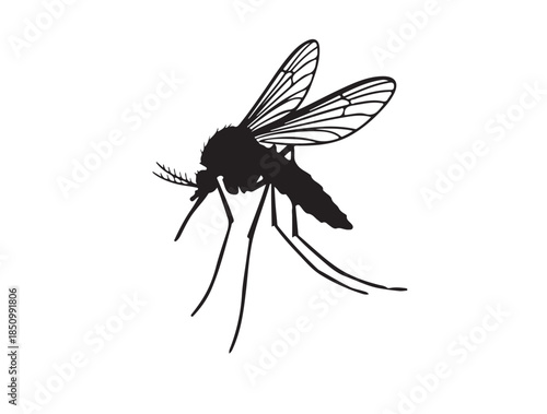  Cicada in silhouette white background.