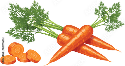 Fresh organic carrots with green leaves and sliced round pieces collection isolated on white background for healthy food cooking and nutritional design.