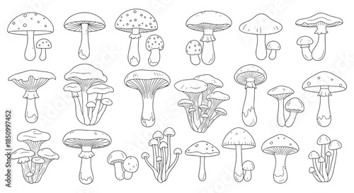 Hand-drawn collection of various wild mushrooms outlines, perfect for coloring pages, educational resources, or decorative natural designs.