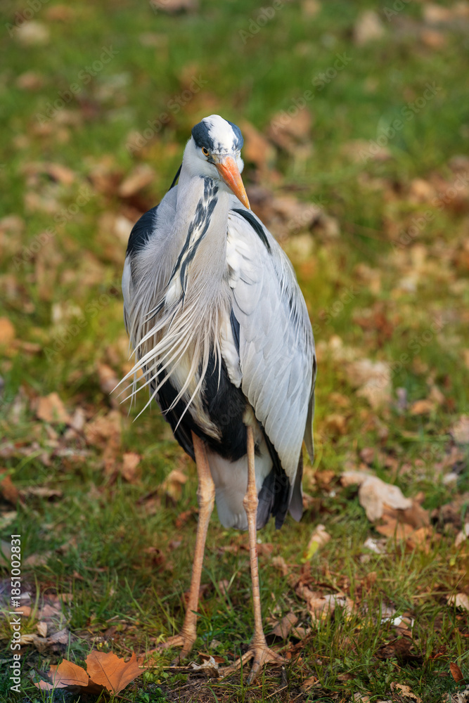 Fototapeta premium Grey heron on the grass. Ardea cinerea. Place for text.