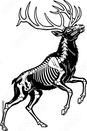 Detailed illustration of jumping elk skeleton and animal anatomy.