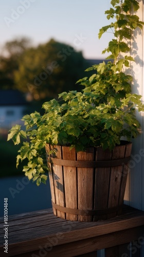 Vertical Barrel Planter with Climbing Vines Under Soft Light After Rain