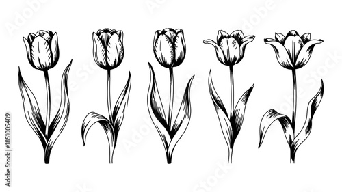 A collection of hand-drawn black and white tulip flower illustrations with leaves and stems.
